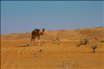 camel in wahiba 